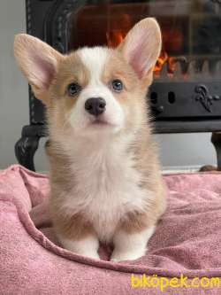 Pembroke Welsh Corgi Yavruları Geldi 4