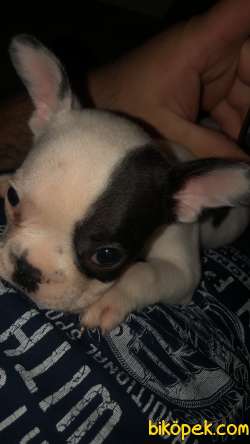 Pet Egitimli Soy Garantili French Buldog 3