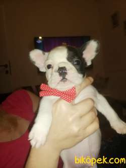 Pet Egitimli Soy Garantili French Buldog 1