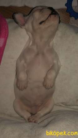 Pet Egitimli Soy Garantili French Buldog 2