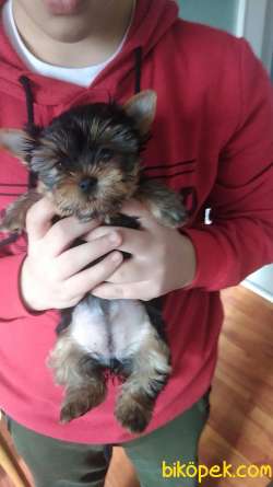 Pet Pasaportlu Microchipli Dişi Yorkshire Terrier 4