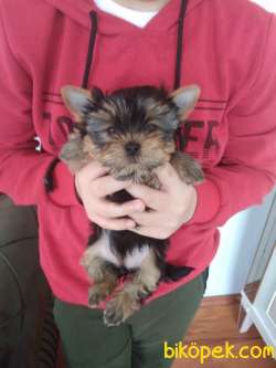 Pet Pasaportlu Microchipli Dişi Yorkshire Terrier 2
