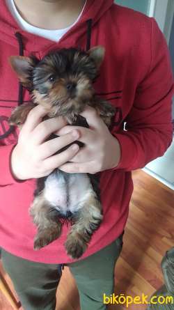 Pet Pasaportlu Microchipli Dişi Yorkshire Terrier 3