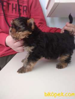 Pet Pasaportlu Microchipli Erkek Yorkshire Terrier 1