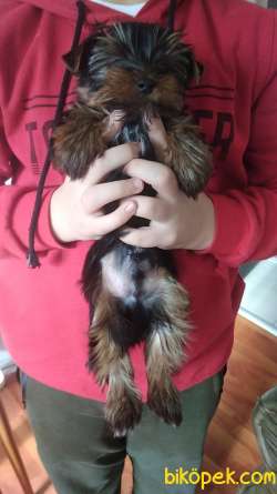 Pet Pasaportlu Microchipli Erkek Yorkshire Terrier 3