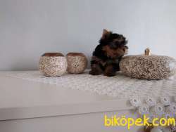Pet Pasaportlu Microchipli Yorkshire 3