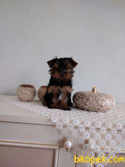 Pet Pasaportlu Microchipli Yorkshire 2