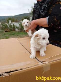 Pet Shopdan Değil Anne Altından A Kalite 3