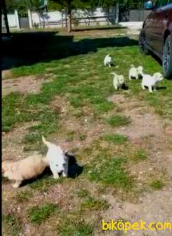 Pet Shopdan Değil Anne Altından A Kalite 2