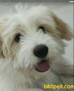 Pet Shopdan Değil Anne Altından A Kalite 5
