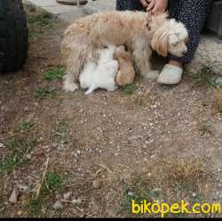 Pet Shopdan Değil Anne Altından A Kalite 1