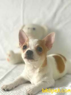 Pet Tuvalet Eğitimli Chihuahua Erkek Yavru 4