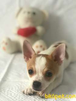 Pet Tuvalet Eğitimli Chihuahua Erkek Yavru 5