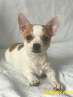 Pet Tuvalet Eğitimli Chihuahua Erkek Yavru 1