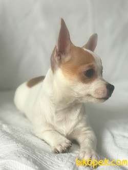 Pet Tuvalet Eğitimli Chihuahua Erkek Yavru 3