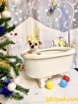 Pet Wc  Eğitimli Chihuahua Yavrular 2
