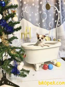 Pet Wc  Eğitimli Chihuahua Yavrular 4
