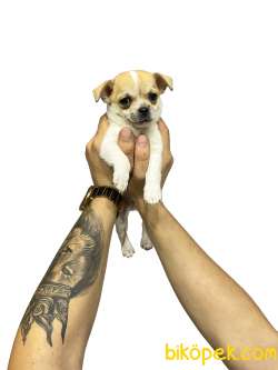 Pet Wc  Eğitimli Chihuahua Yavrular 5