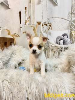 Pet Wc  Eğitimli Chihuahua Yavrular 3