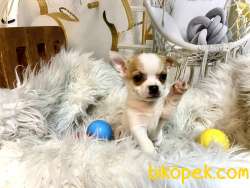 Pet Wc  Eğitimli Chihuahua Yavrular 1