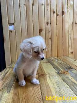 Petshop Mağazamızdan En UYGUN Terrier Yavrumuz 4