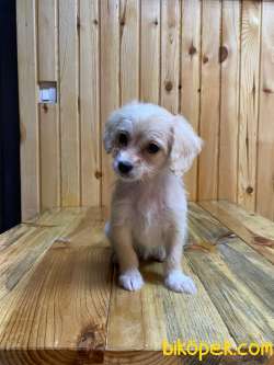 Petshop Mağazamızdan En UYGUN Terrier Yavrumuz 3