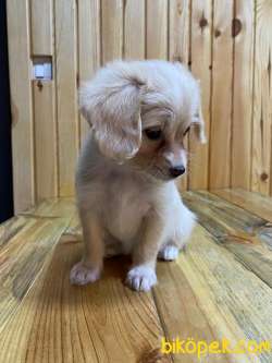Petshop Mağazamızdan En UYGUN Terrier Yavrumuz 2