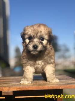 Phantom Maltipoo Yavrumuz 2