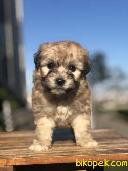 Phantom Maltipoo Yavrumuz 3