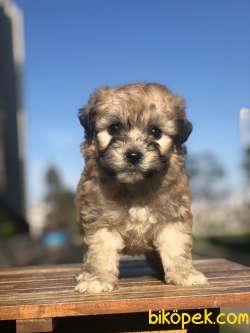Phantom Maltipoo Yavrumuz 4