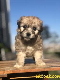 Phantom Maltipoo Yavrumuz 1