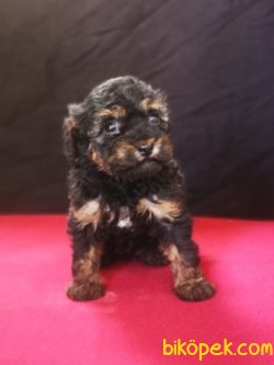 Phantom Poodle Yavru - Safkan 1