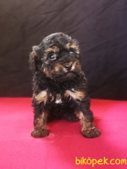 Phantom Poodle Yavru - Safkan 4
