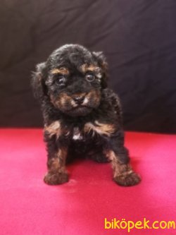 Phantom Poodle Yavru - Safkan 3