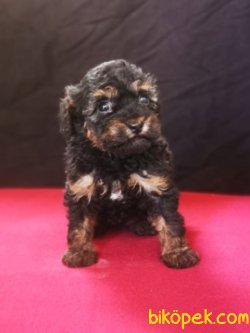Phantom Poodle Yavru - Safkan 2