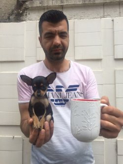 Pincher Yavrularımız 1