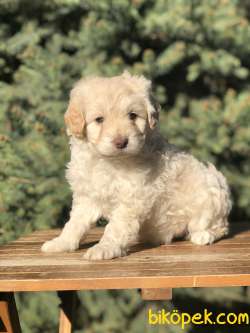 Pink  Nose Blue Eye Maltipoo Yavrumuz 2