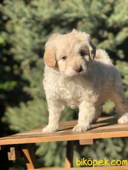 Pink  Nose Blue Eye Maltipoo Yavrumuz 3