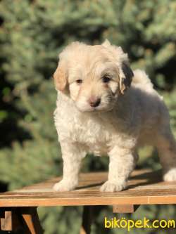 Pink  Nose Blue Eye Maltipoo Yavrumuz 1