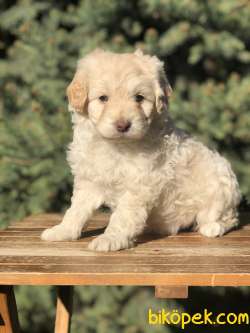 Pink  Nose Blue Eye Maltipoo Yavrumuz 4