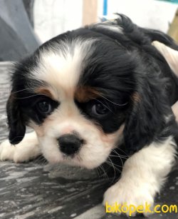 Piti Piti Cavalier 2
