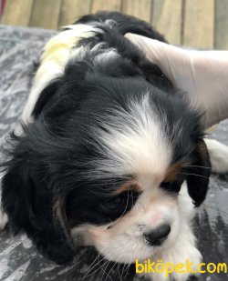 Piti Piti Cavalier 4