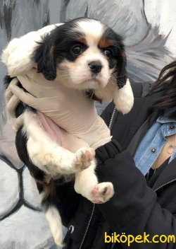 Piti Piti Cavalier 1