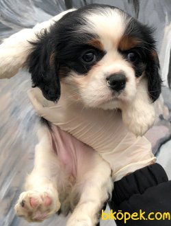Piti Piti Cavalier 5