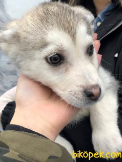 Piti Piti Husky 5