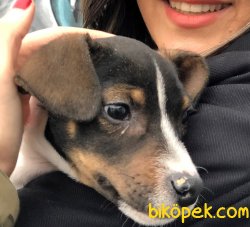 Piti Piti Jack Russel 2