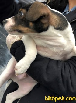 Piti Piti Jack Russel 5