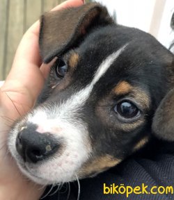 Piti Piti Jack Russel 4
