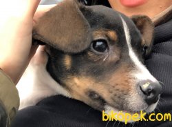 Piti Piti Jack Russel 3