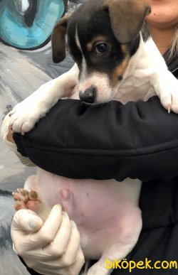 Piti Piti Jack Russel 1